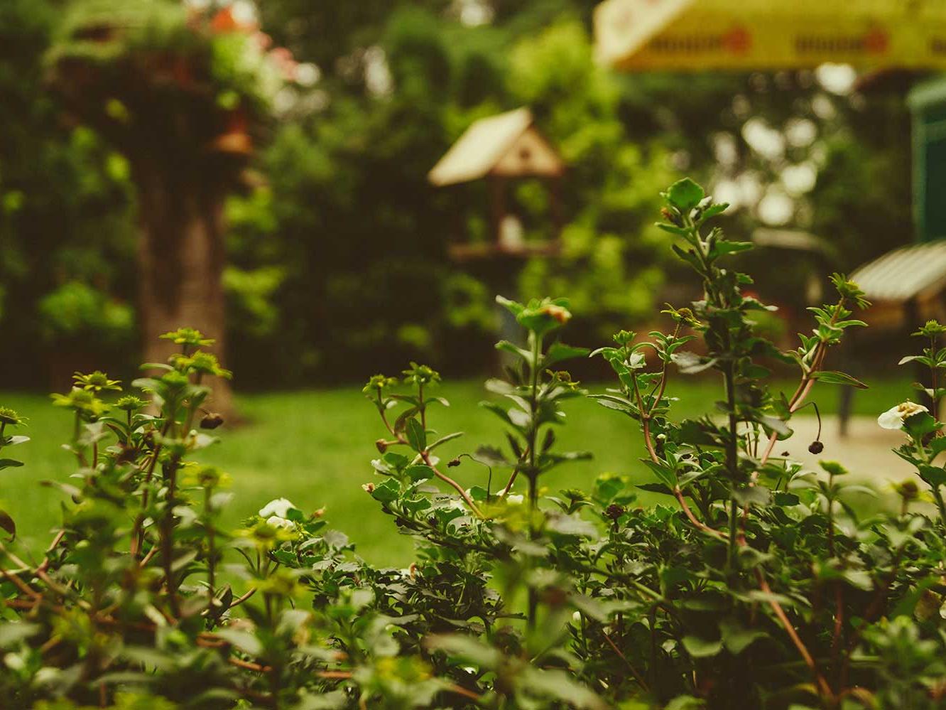 Tuin met bomen en planten